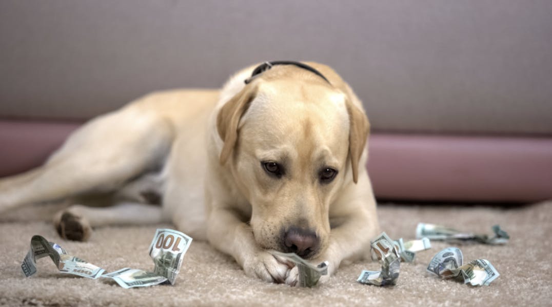 Labrador qui mange de l'argent