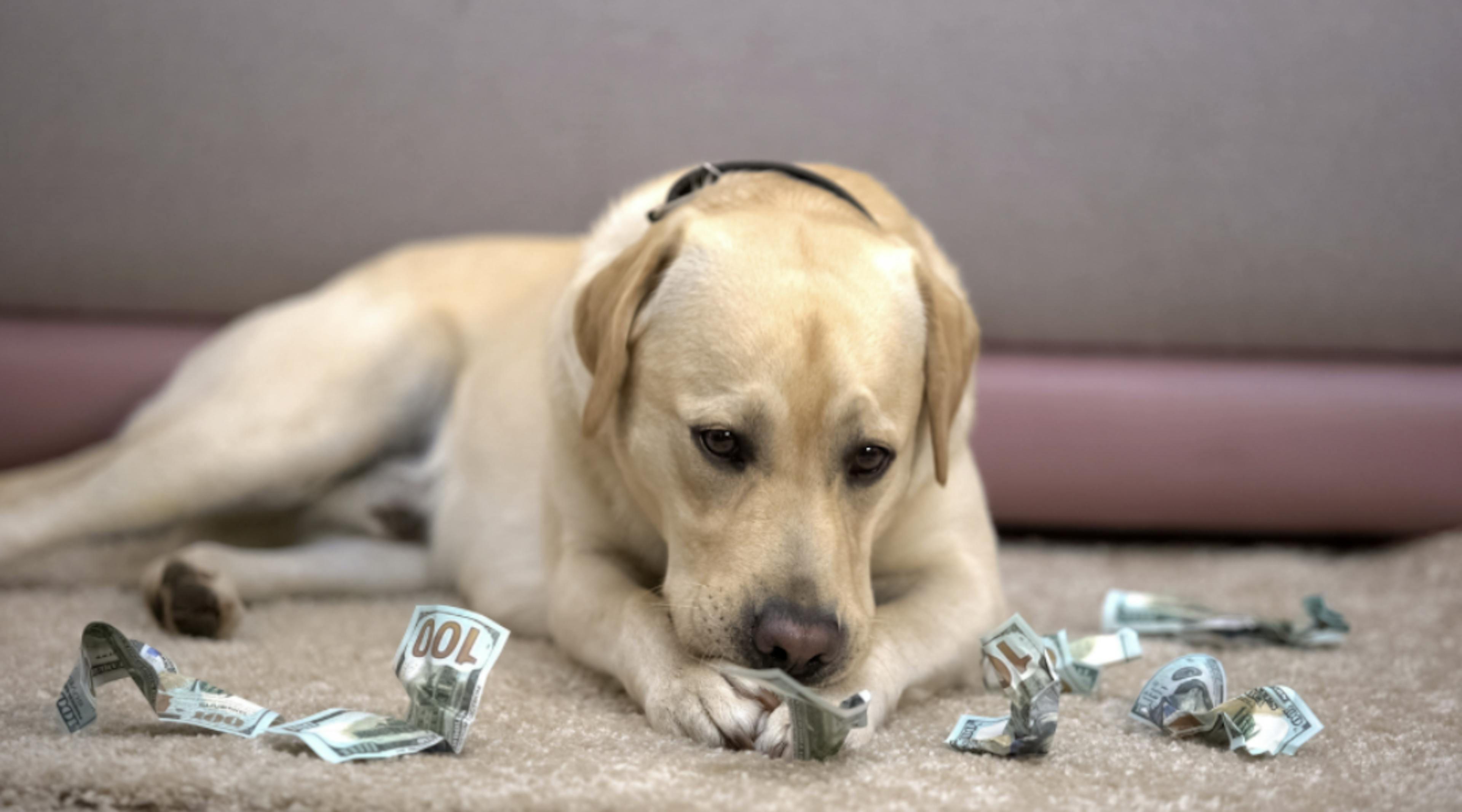 Labrador qui mange de l'argent 