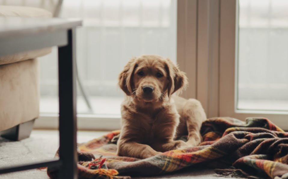 Chiot couché devant une fenêtre