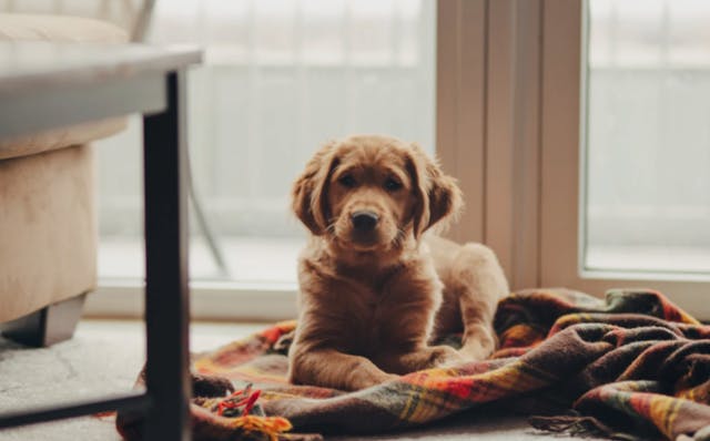 Chiot couché devant une fenêtre