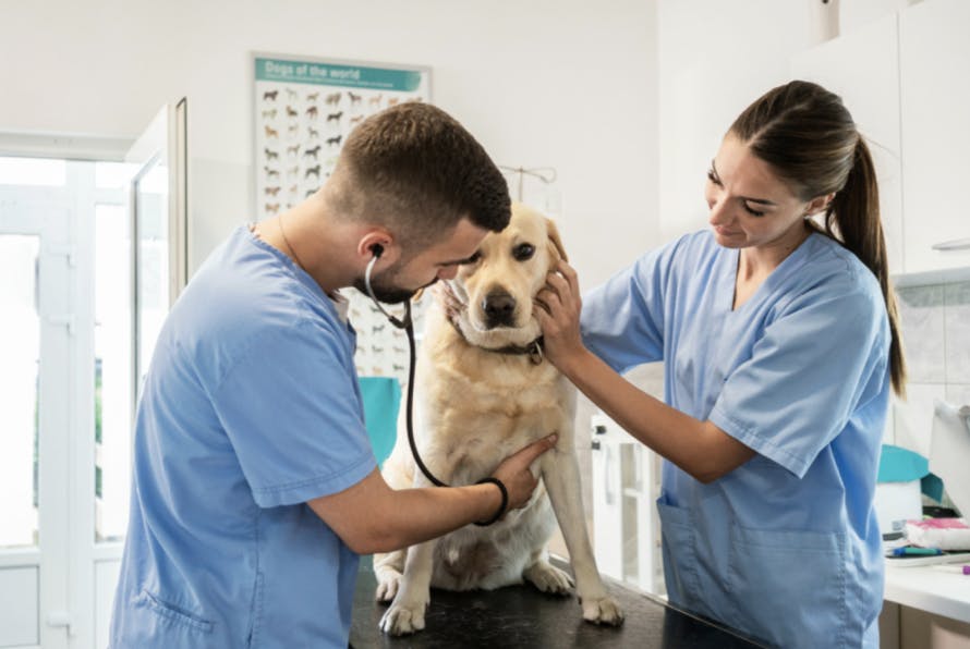 Golden Retriever qui se fait ausculter