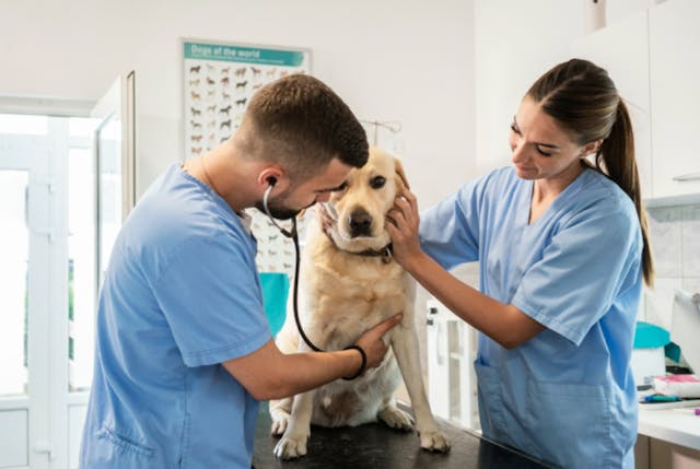 Golden Retriever qui se fait ausculter