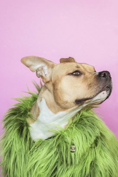 chien avec un manteau à long poil