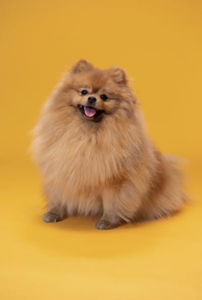 Spitz avec un poil magnifique
