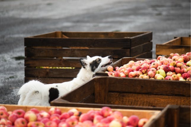 chien qui renifle des pommes dans une caisse