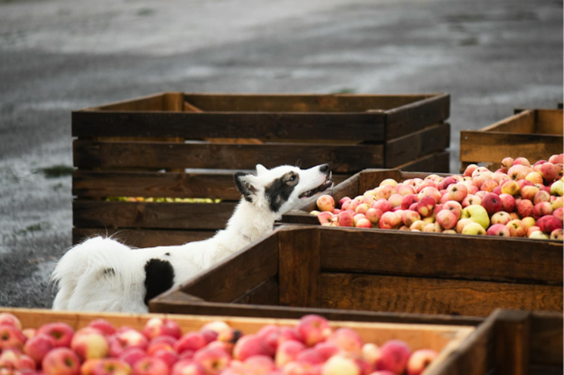 chien qui renifle des pommes dans une caisse