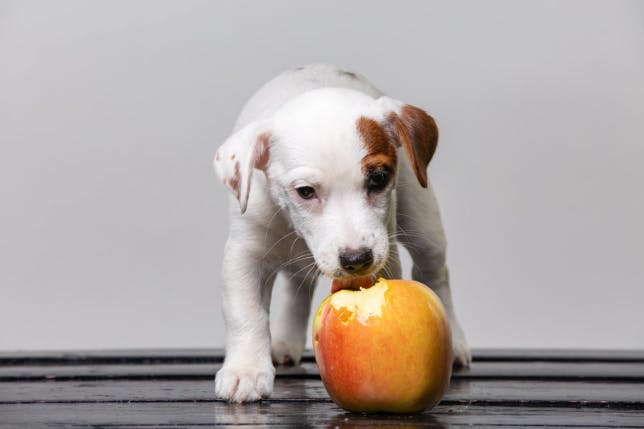 chiot qui croque une pomme