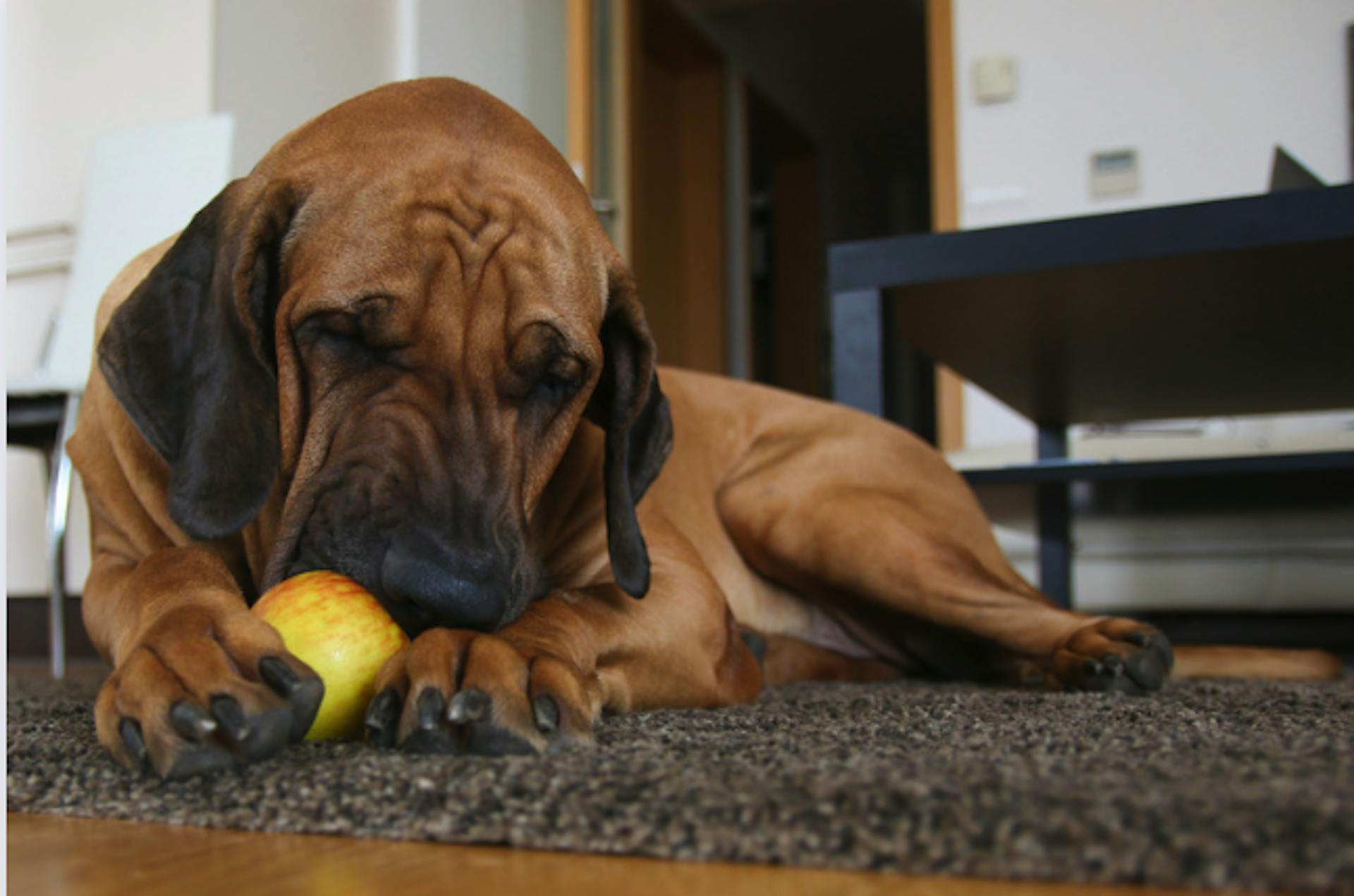 chien qui mange une pomme allongé