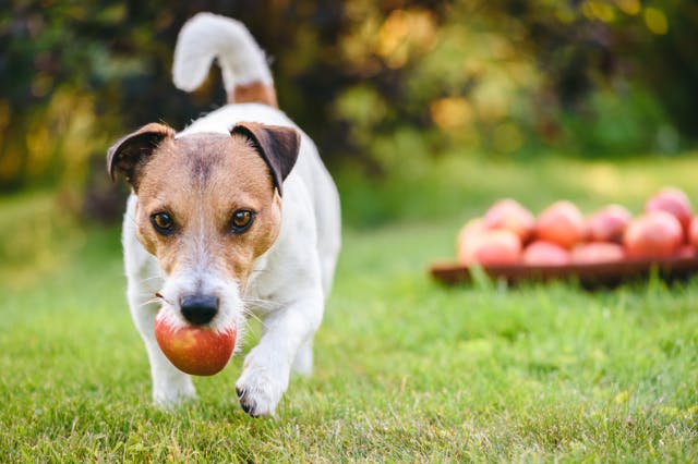 chien qui marche avec une pomme dans la bouche