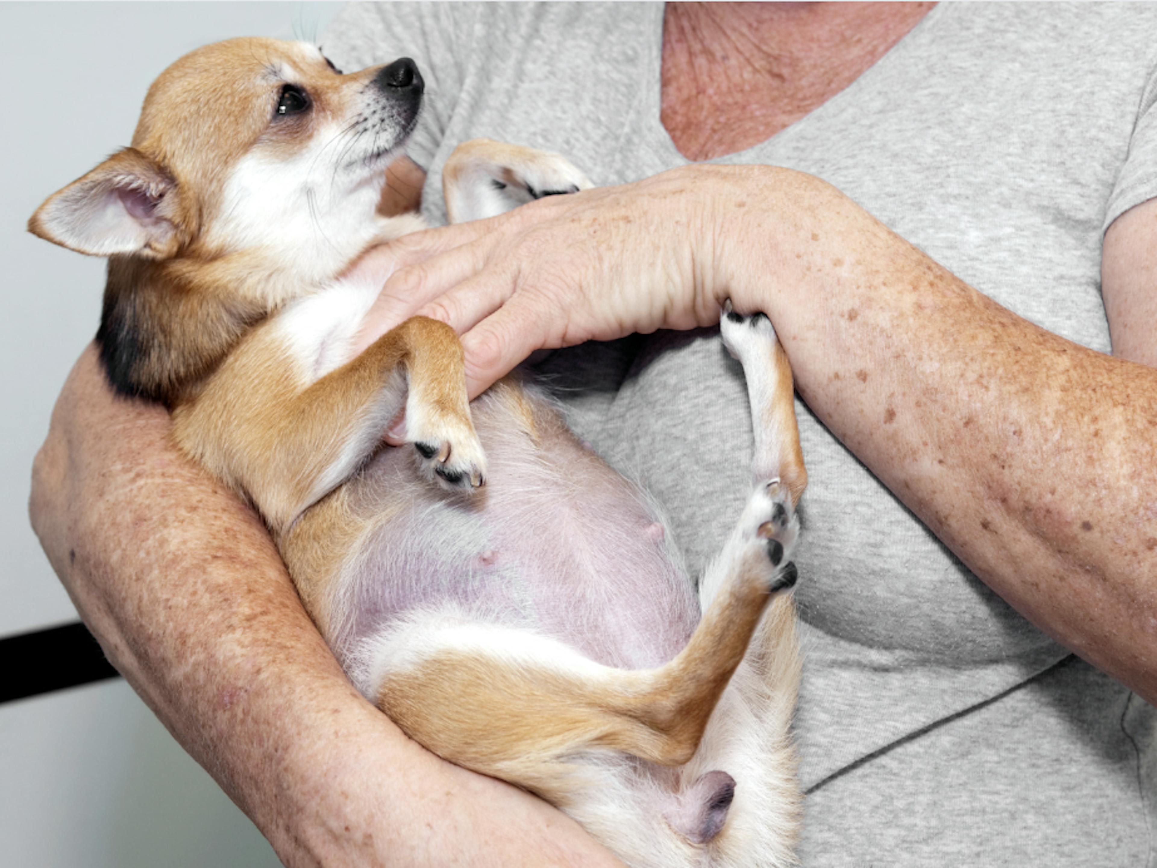 chienne gestante dans les bras de son maitre