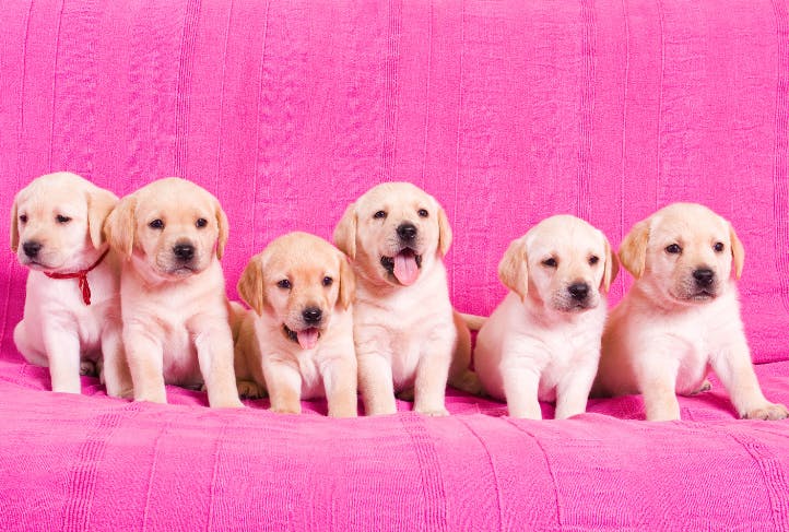 chiots labrador beige