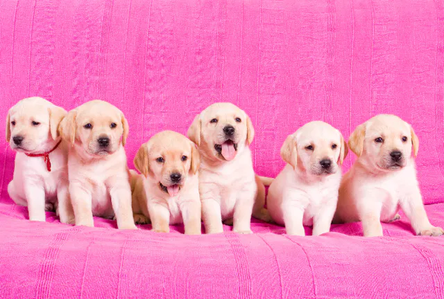chiots labrador beige