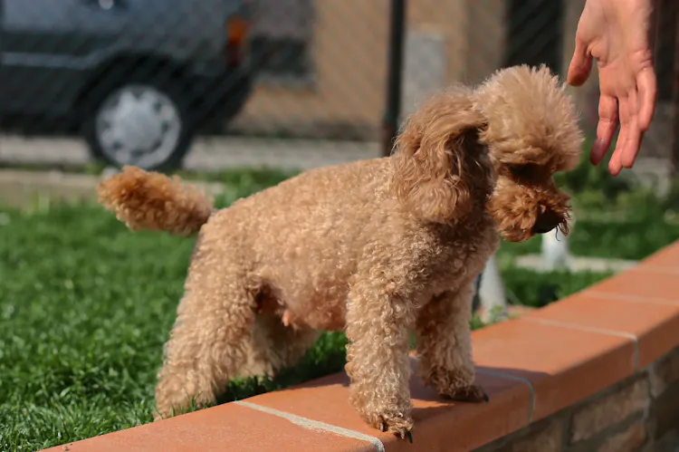 chienne caniche gestante