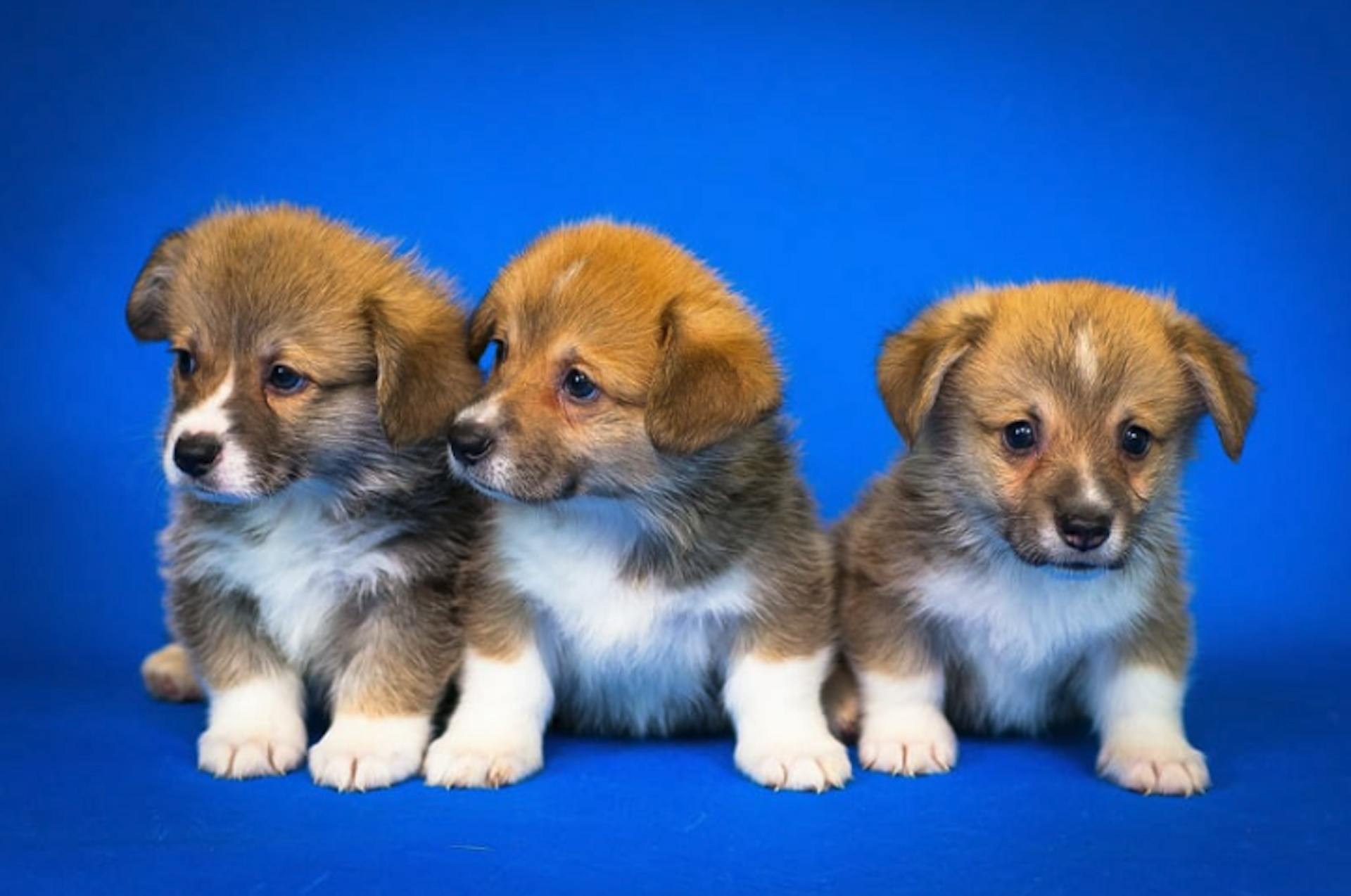 3 chiots sur un fond bleu