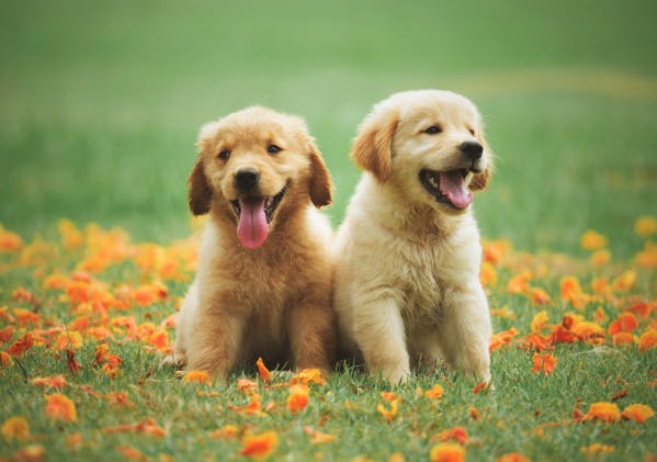 deux chiots golden retriever