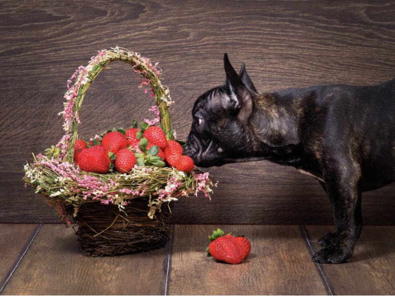 chien qui sent un panier de fraises 