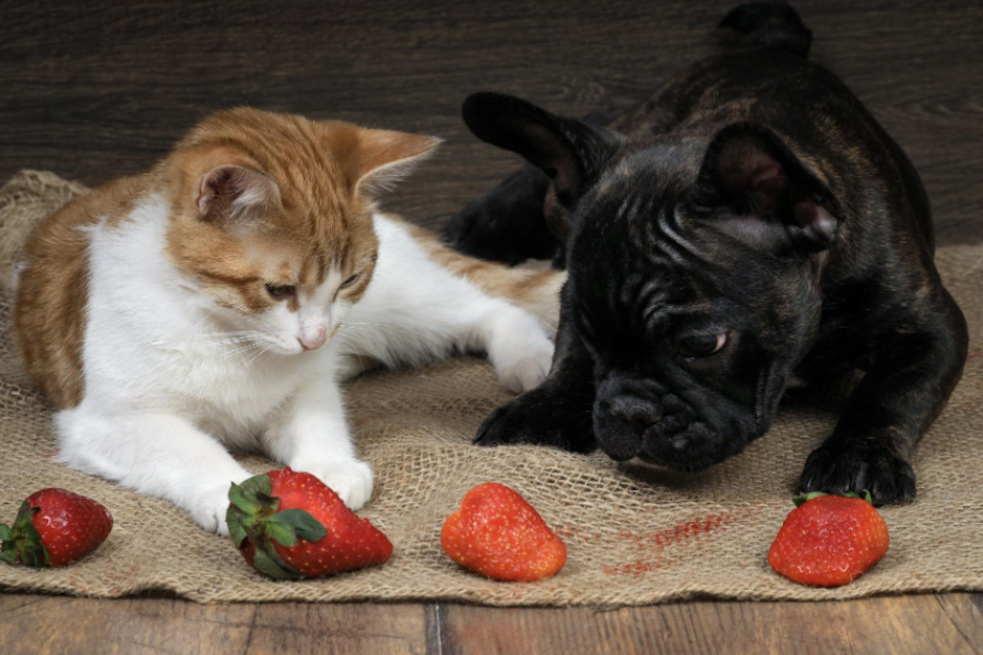 chien et chat qui sentent des fraises