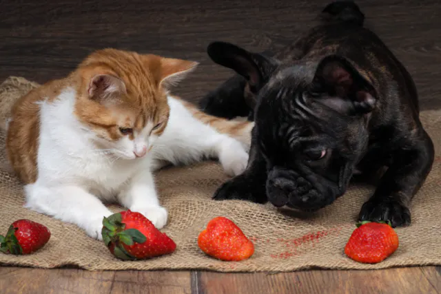 chien et chat qui sentent des fraises