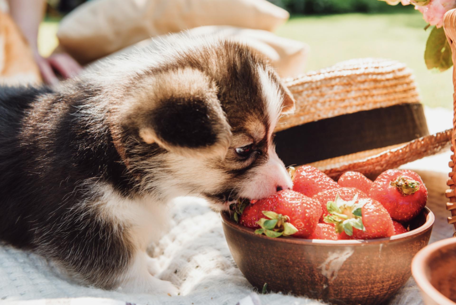 chiot qui mange dans un panier de fraises