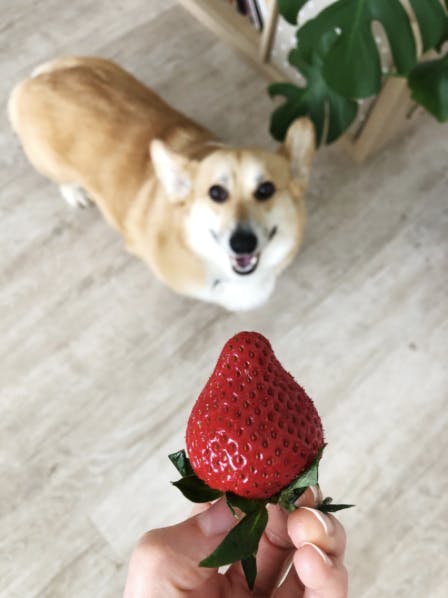 Chien qui regarde son maître tenir une fraise