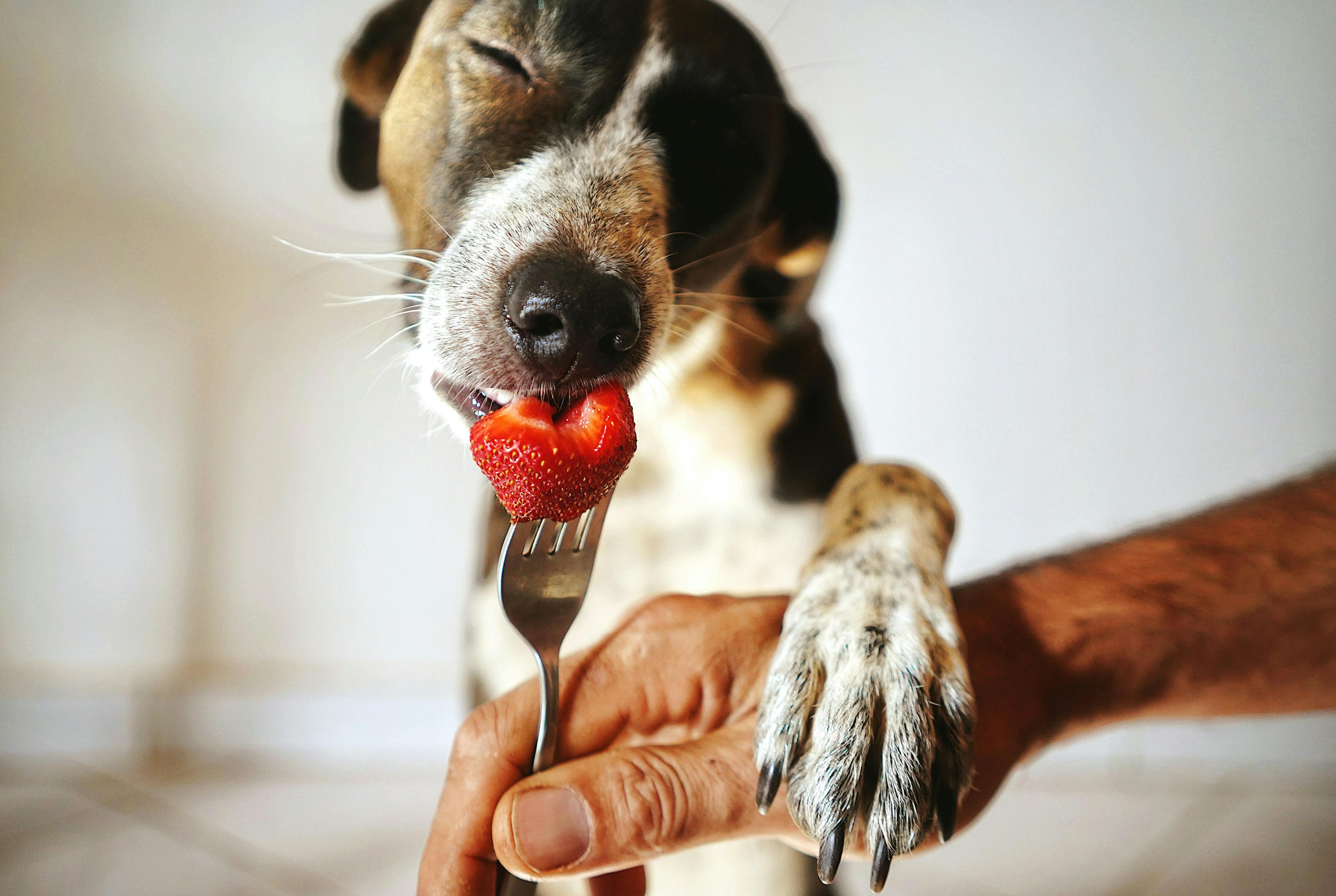 Chien qui déguste une fraise sur une fourchette