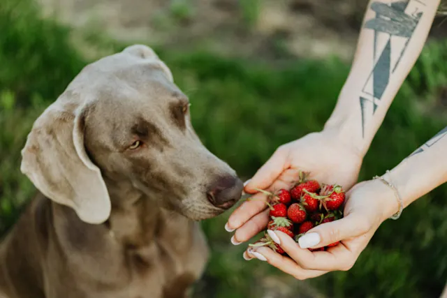 Dame qui tend des fraises à son chien