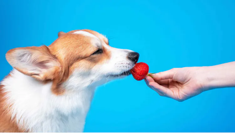 Chien qui goûte une fraise