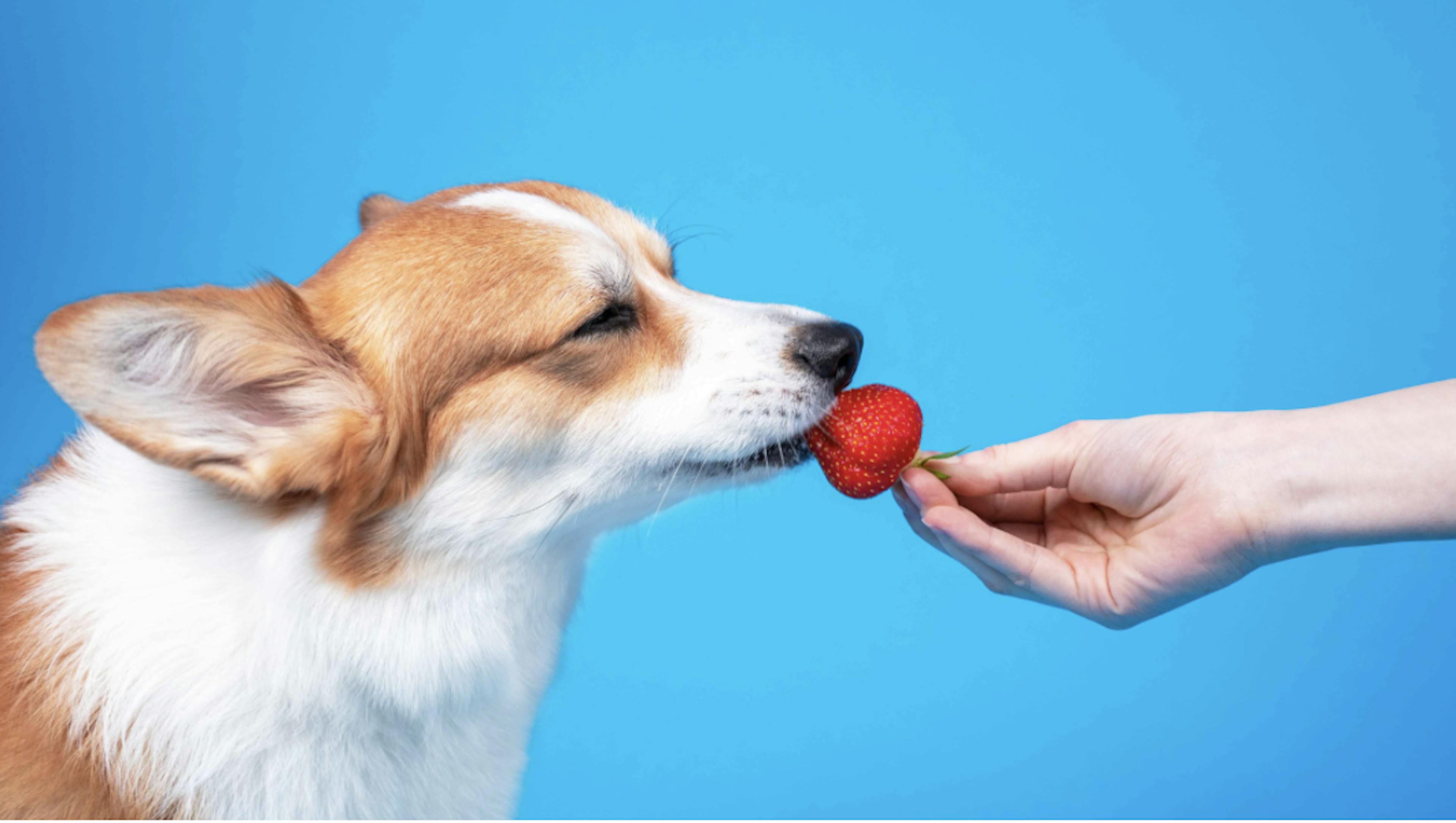 Chien qui goûte une fraise