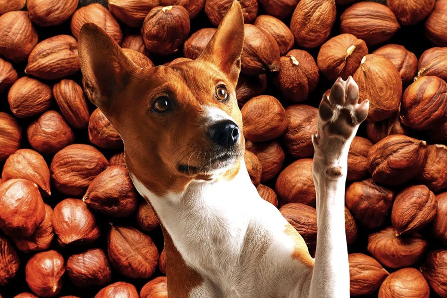 Chien qui lève la patte devant les noix