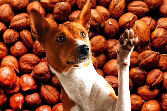 Chien qui lève la patte devant les noix