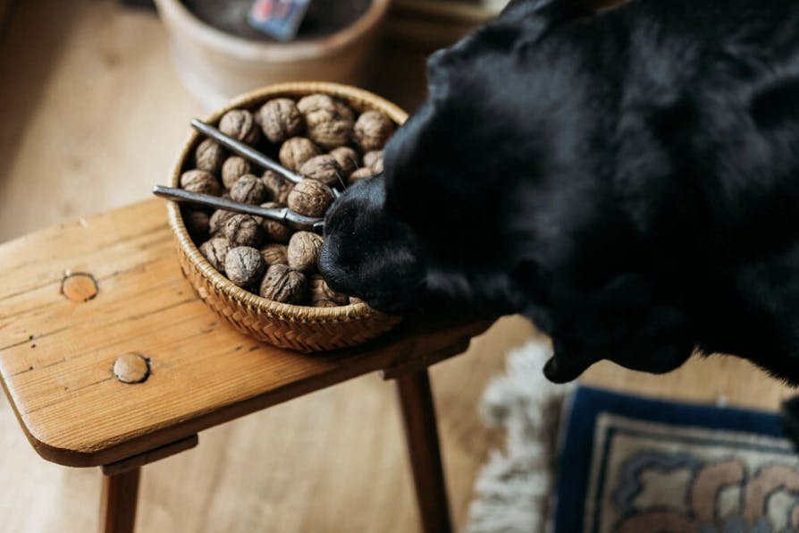 Chien qui mange des noix