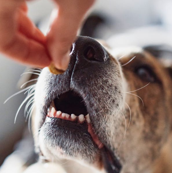 Chien qui va manger un bout de noix