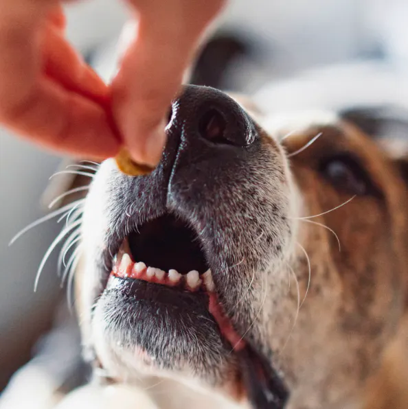 Chien qui va manger un bout de noix