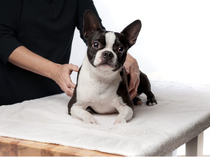 chien en séance d'ostéopathie canine