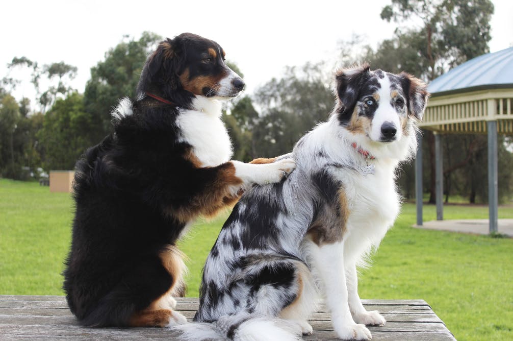 chien qui fait un massage à un autre chien