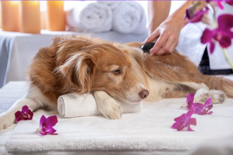 chien en séance de massage