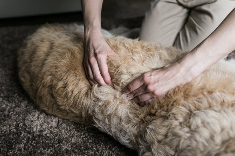 golden retriever en séance d'ostéopathie canine