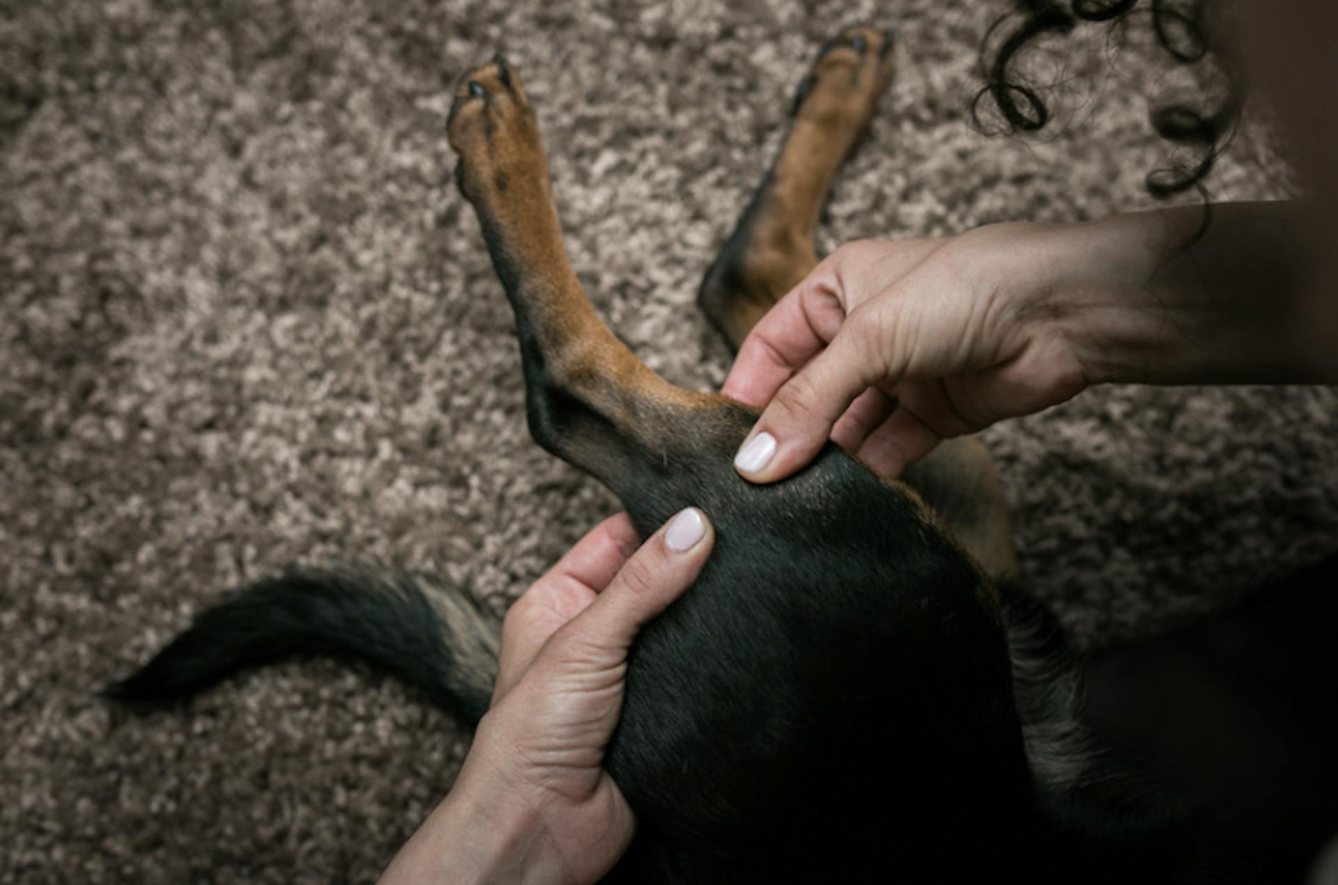 Massage sur la cuisse d'un petit chien noir