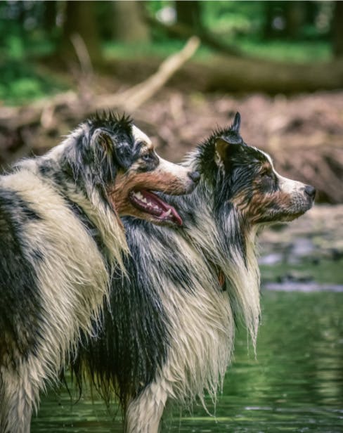 Deux Bergers Australien dans l'eau 