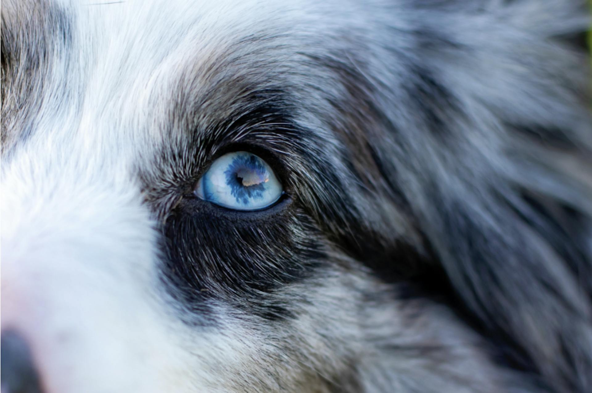 L'oeil bleu d'un Berger Australien