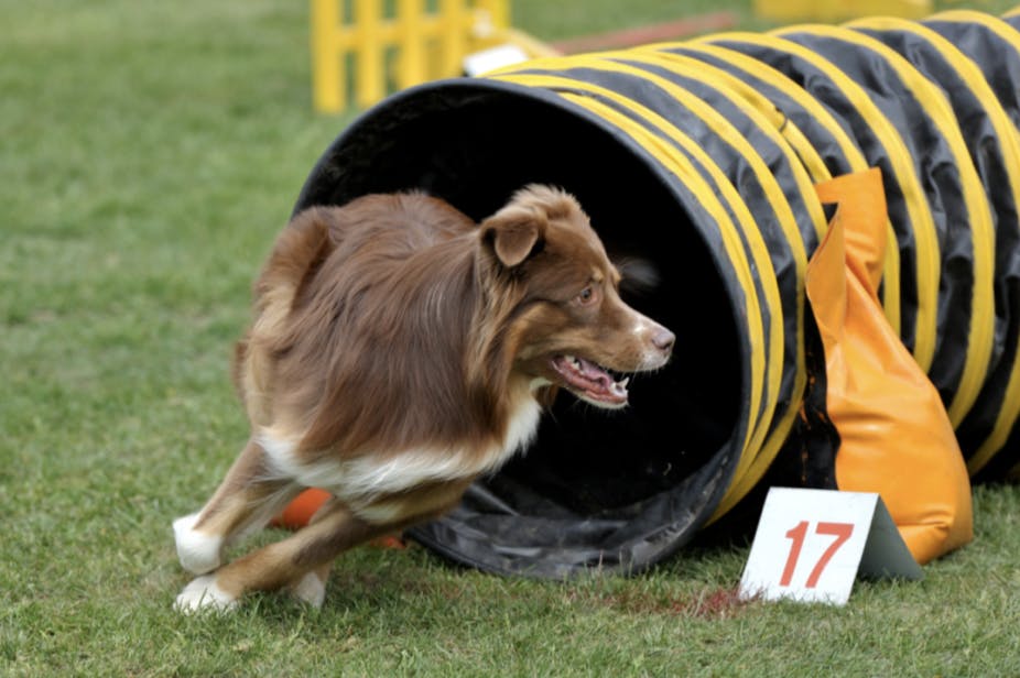 Berger Australien qui fait de l'agility