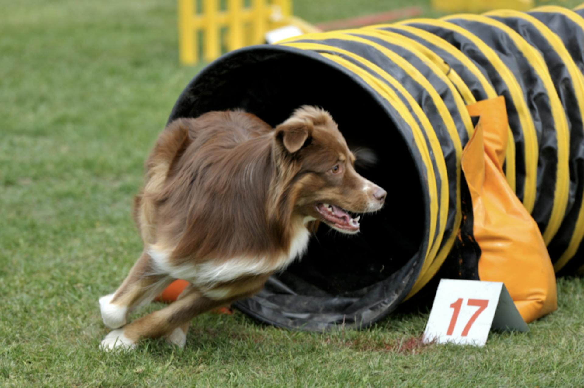 Berger Australien qui fait de l'agility 