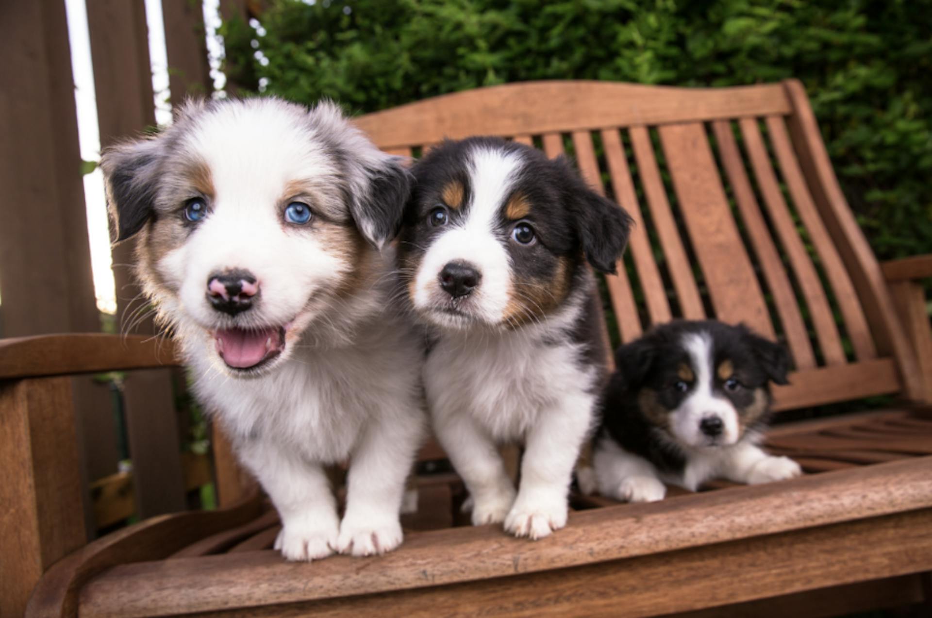 Trois chiots Bergers Australien sur un banc