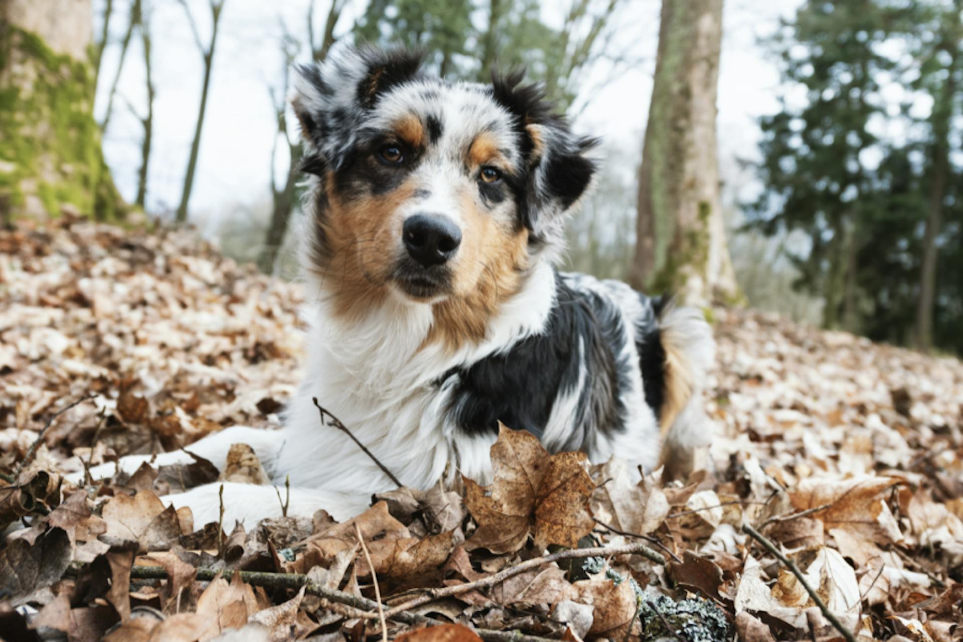 Un Berger Australien dans les feuilles