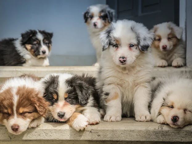 Sept chiots sur des marches