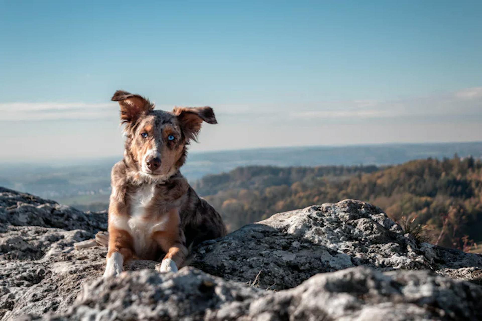 Beger Australien en montagne 