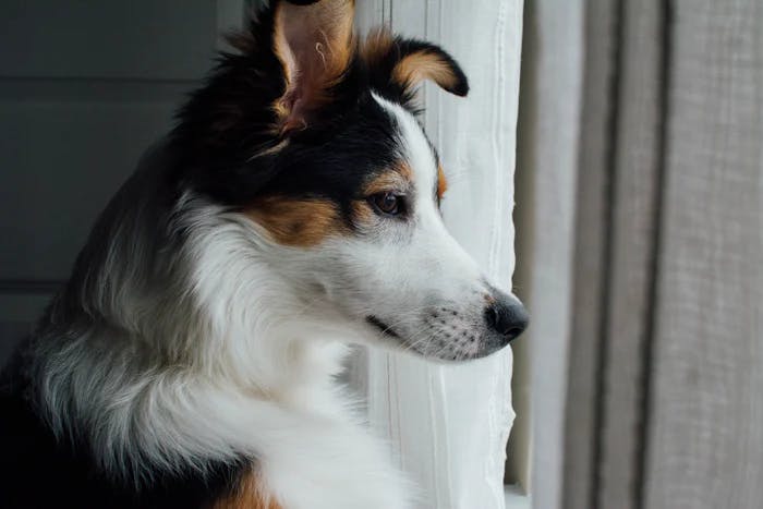 Berger Australien qui regarde par la fenêtre