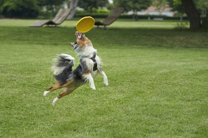 Berger Australien qui attrape un Frisbee 
