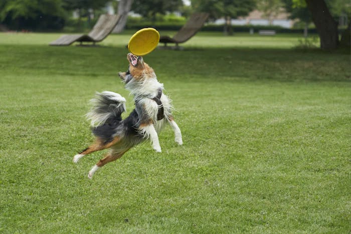 Berger Australien qui attrape un Frisbee