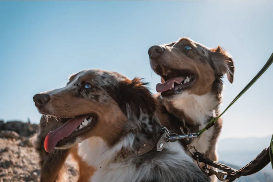 Deux Bergers Australiens en laisse